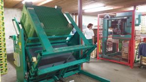 Sortirni stroj dvigne do 400 kg jabolk naenkrat.