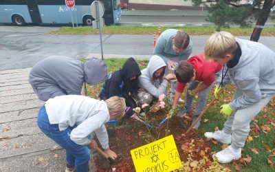 PROJEKT KROKUS  – sajenje čebulic rumenega žafrana